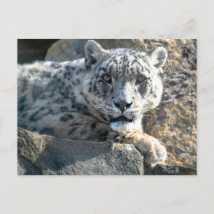 Snö leopard vykort