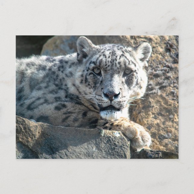 Snö leopard vykort (Framsida)