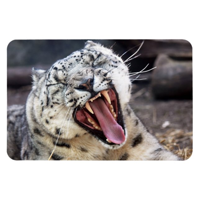 Snö Leopard yawning Flexible Magnet (Horisontell)