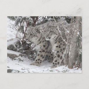 Snö leopardbröder som går på djupt snö vykort