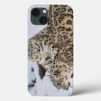 Snö Leoparder: