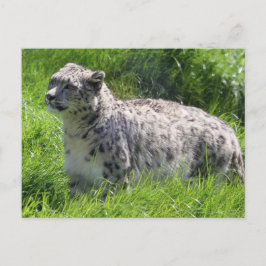 Snö Leopards vackra fotografi Vykort