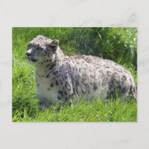 Snö Leopards vackra fotografi Vykort