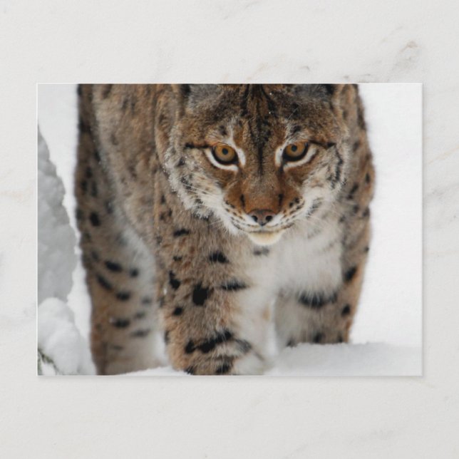 Snö Lynx Vykort (Framsida)