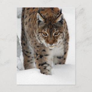 Snö Lynx Vykort