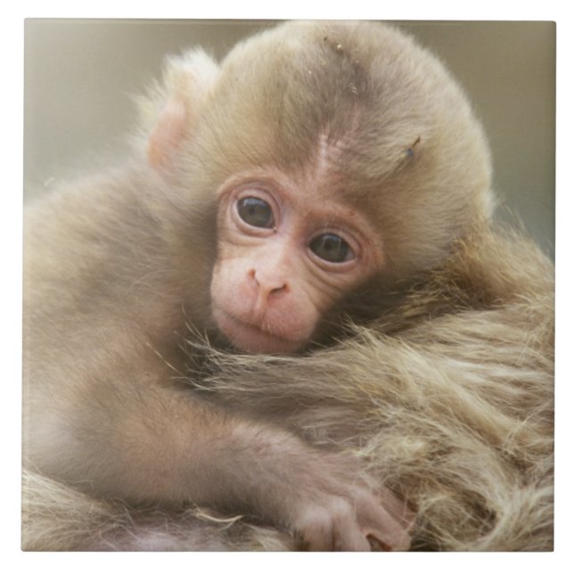 Snö Monkey Baby, Jigokudani, Nagano, Japan 2 Kakelplatta (Framsidan)