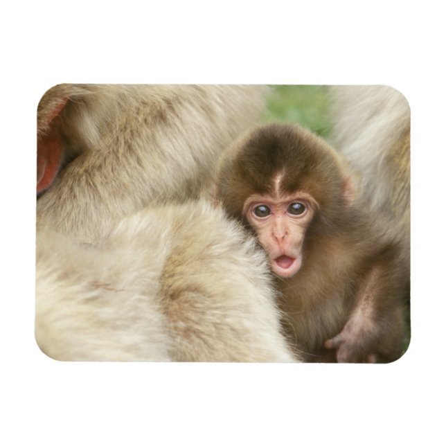 Snö Monkey Baby, Jigokudani, Nagano, Japan Magnet (Horisontell)