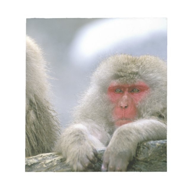 Snö Monkey Couple, Japan Macaque Anteckningsblock (Framsida)