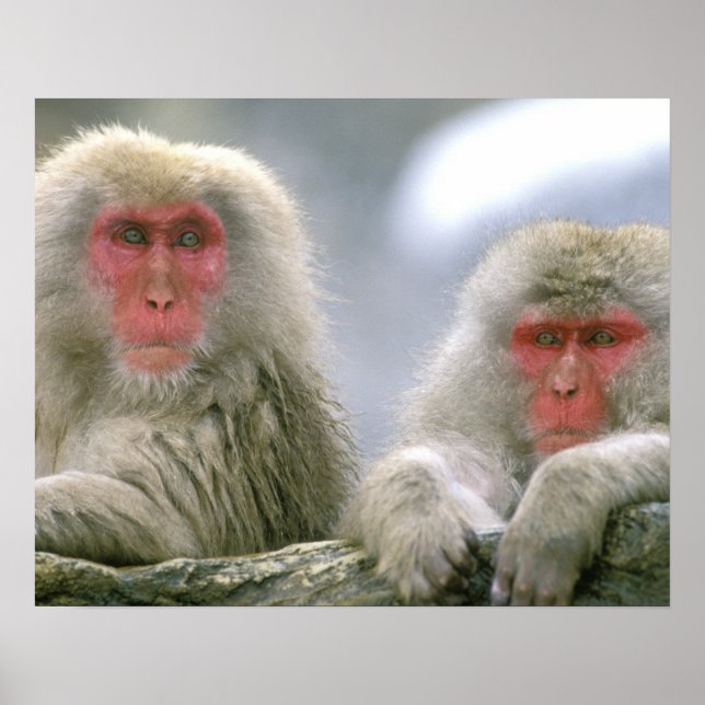 Snö Monkey Couple, Japan Macaque Poster (Framsidan)
