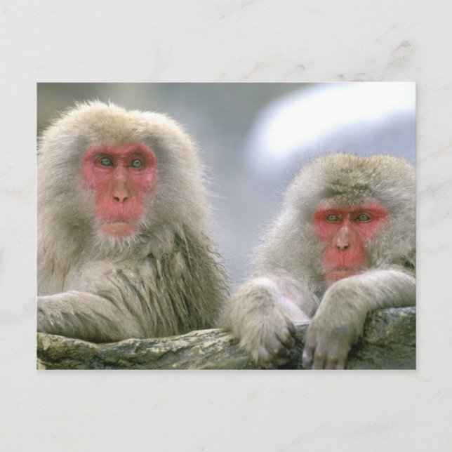 Snö Monkey Couple, Japan Macaque Vykort (Framsida)