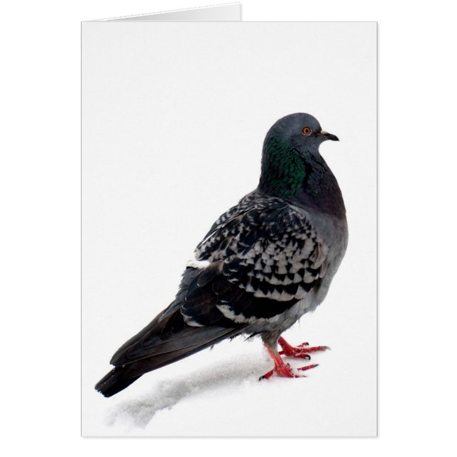 Snö och duva hälsningskort (Framsidan)