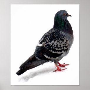 Snö och duva poster