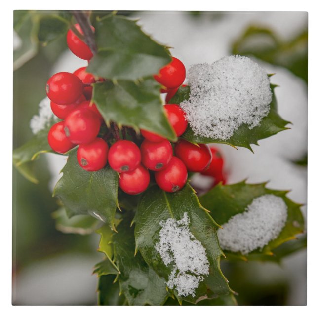 Snö och Holly Kakelplatta (Framsidan)