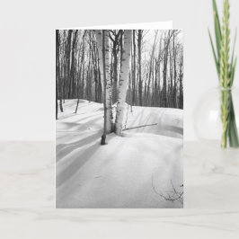 Snö- och vitbjörkar kort