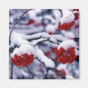 Snö på europeiska rönnbär, Utah. Magnet