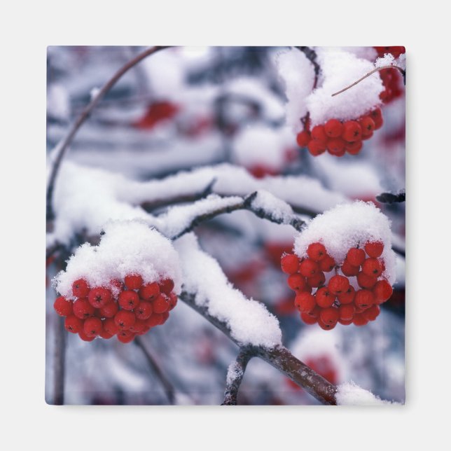 Snö på europeiska rönnbär, Utah. Magnet (Framsidan)