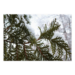 Snö på Evergreen Grenar Fototryck