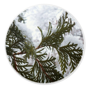 Snö på Evergreen Grenar Knopp