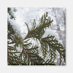 Snö på Evergreen Grenar Magnet