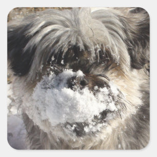 Snö på Hund nostikett Fyrkantigt Klistermärke