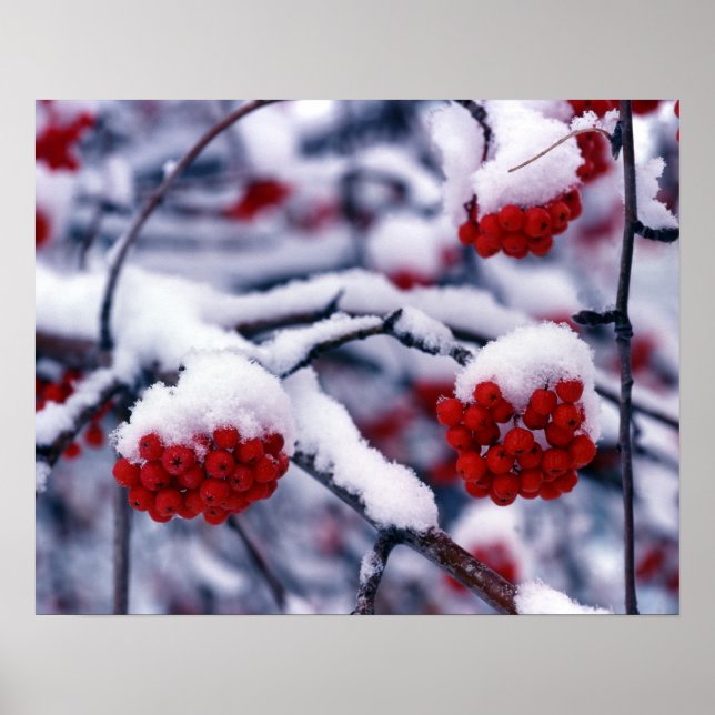 Snö på rönnbär, Utah. Poster (Framsidan)