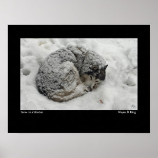 Snö på Sibirien Poster