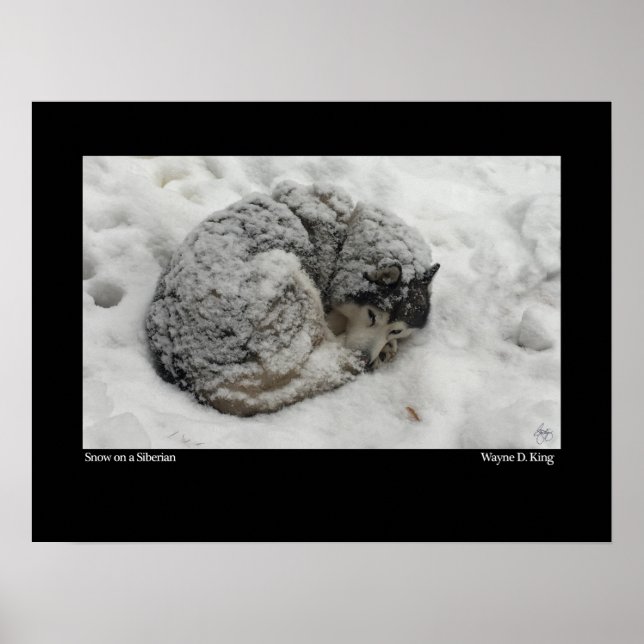 Snö på Sibirien Poster (Framsidan)