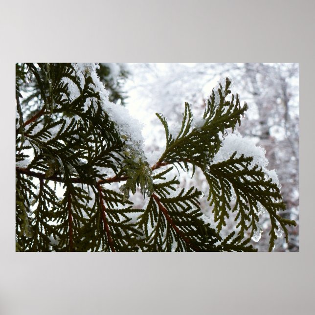 Snö på städsegröna grenar poster (Framsidan)