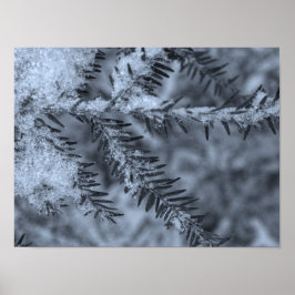 Snö på tallbarr poster