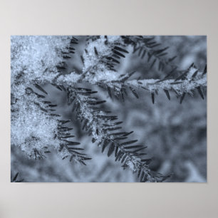 Snö på tallbarr poster