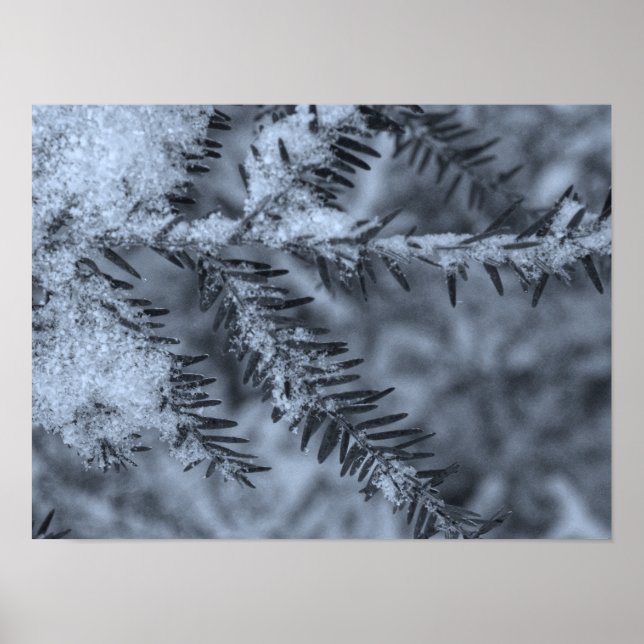 Snö på tallbarr poster (Framsidan)