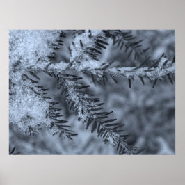 Snö på tallbarr poster
