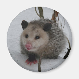Snö Possum Magnet