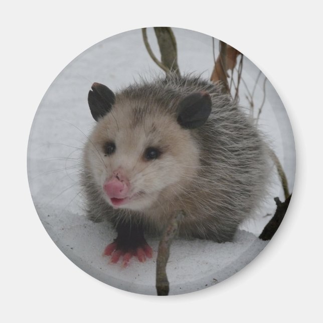 Snö Possum Magnet (Framsidan)