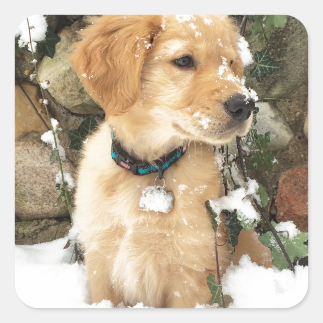 Snö Puppy Fyrkantigt Klistermärke (Framsida)