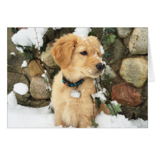Snö Puppy Hälsningskort