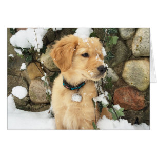 Snö Puppy Hälsningskort