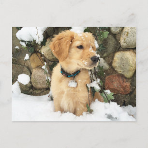 Snö Puppy Vykort