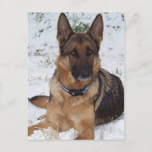 Snö Shepherd Vykort