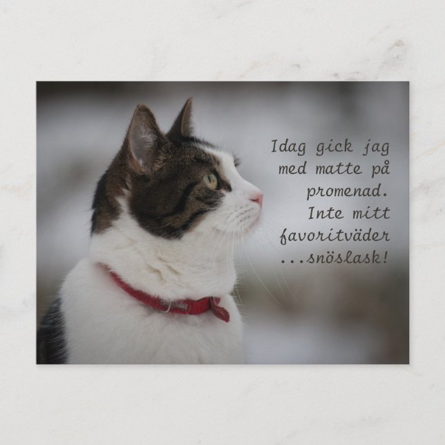 Snö Slush CC0381 Cat Thoughts Vykort (Framsida)