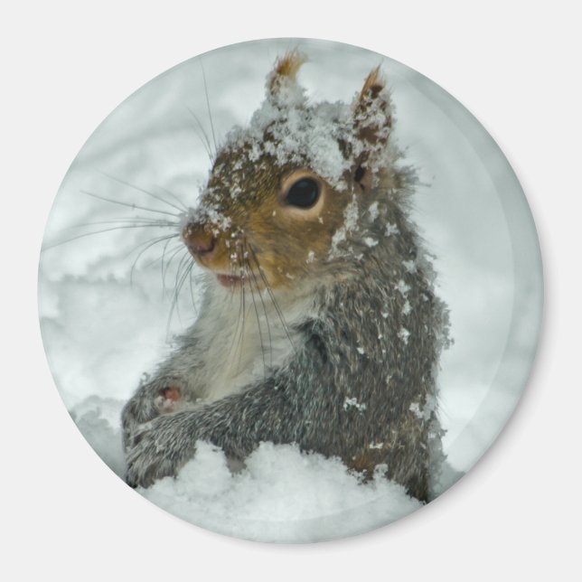 Snö Squirrel Magnet (Framsidan)