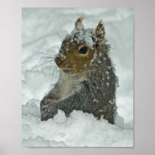 Snö Squirrel Poster