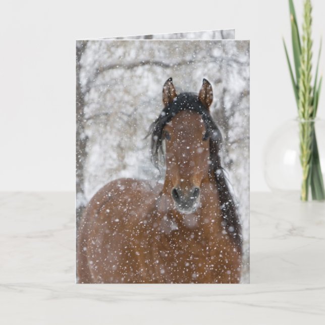 Snö Stallion Horse Greeting Card Helgkort (Framsida)