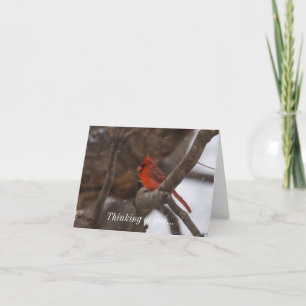 Snö Storm Cardinal Kort
