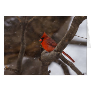 Snö Storm Cardinal OBS Kort