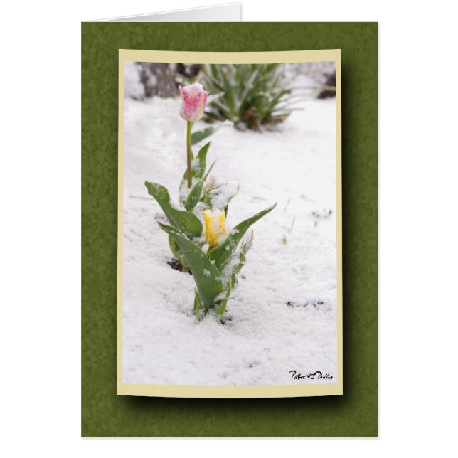 Snö strilade rosa- och gulttulpan hälsningskort (Framsidan)