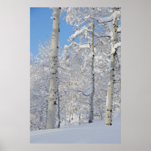 Snö-täckt Aspen, avbarkningsområde Poster