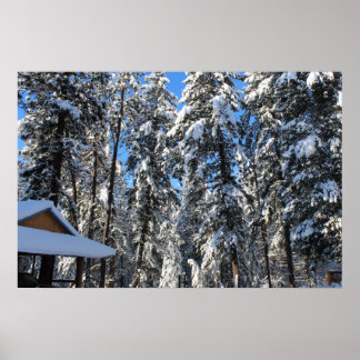 Snö täckt gräs och fir träd poster