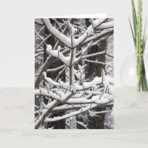 Snö-täckt Grenar Kort