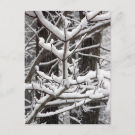 Snö-täckt Grenar Vykort